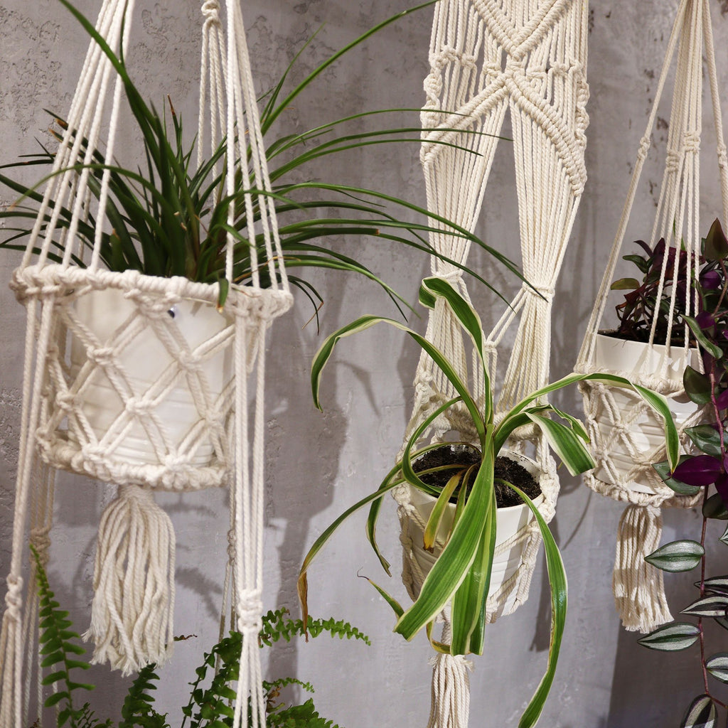 Macrame plant hangers with plants against a gray wall