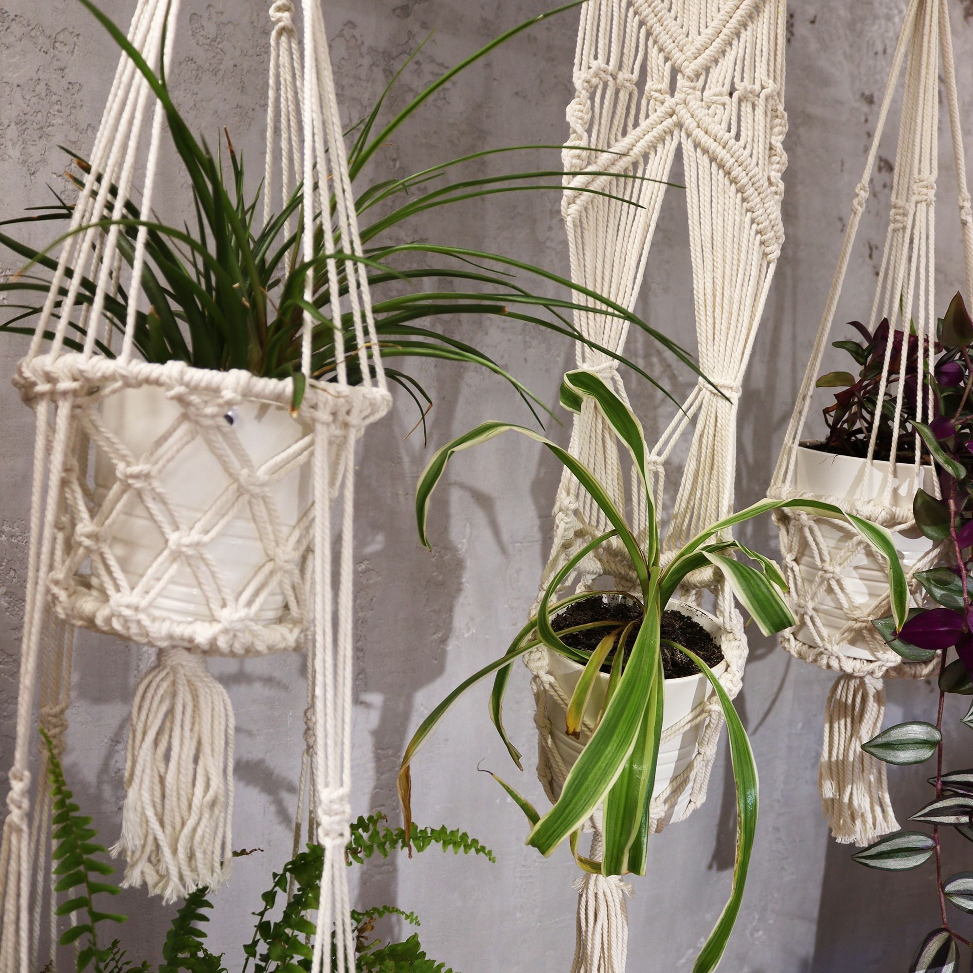 Macrame plant hangers with plants against a gray wall