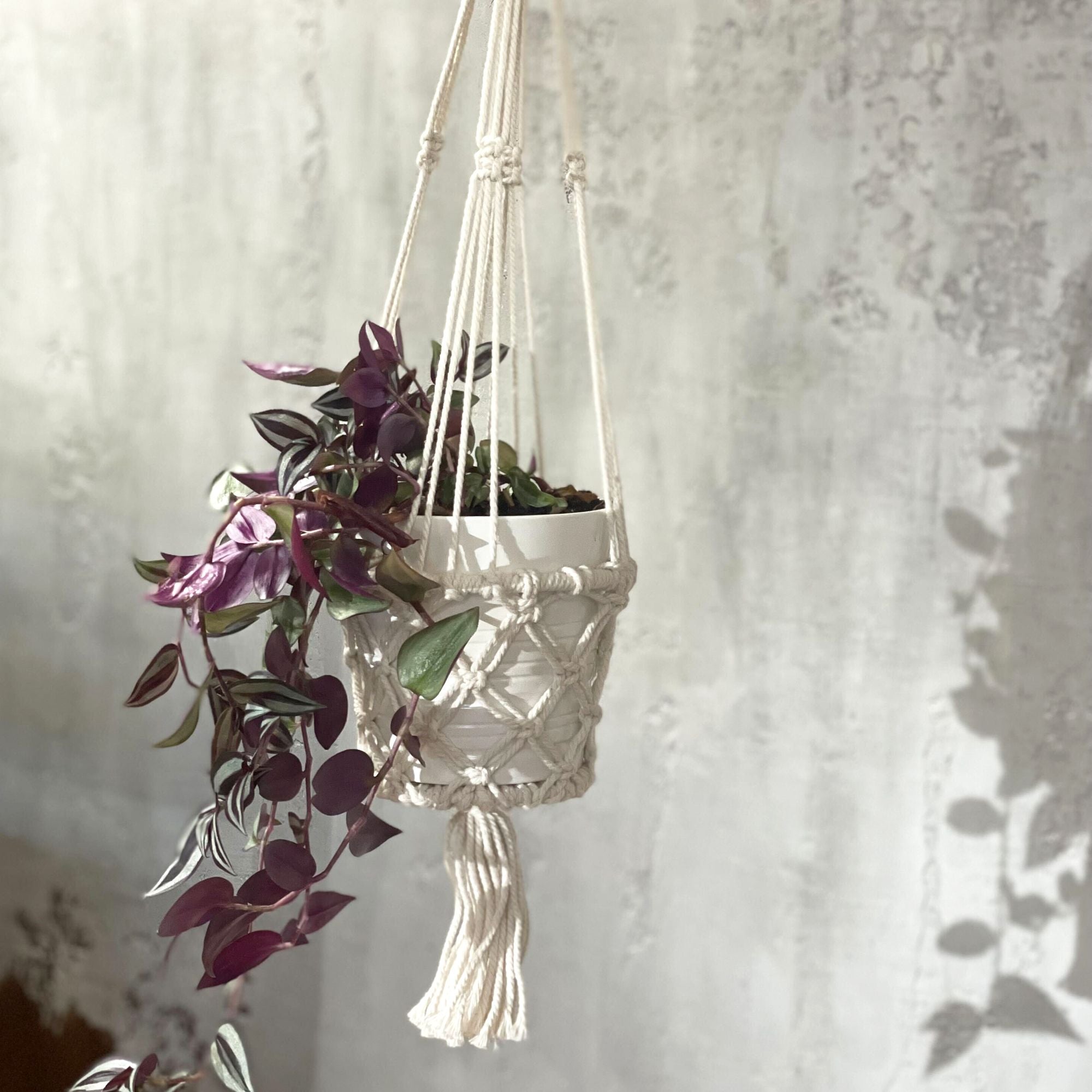 Macrame plant hanger with a plant against a textured white wall