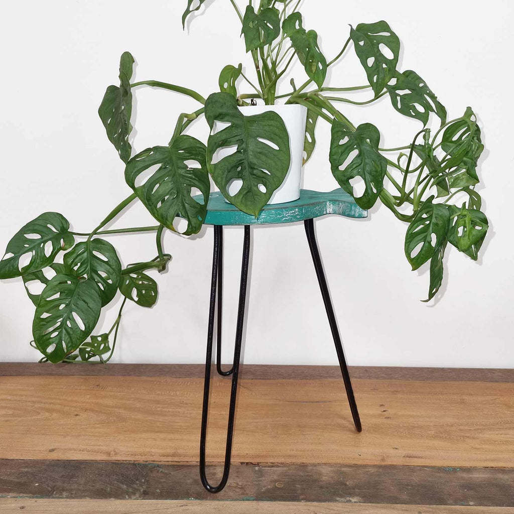 Green potted plant on a black metal stool against a white wall.