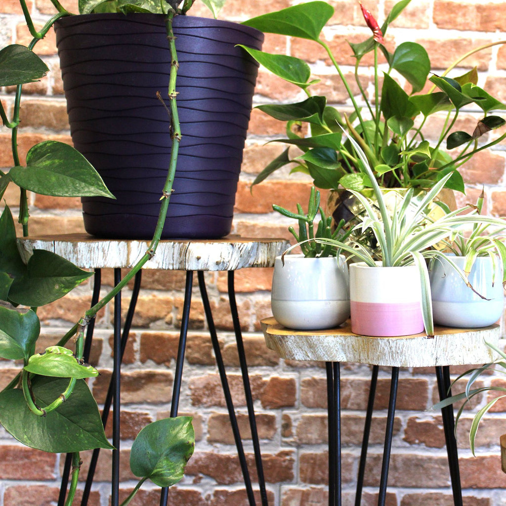 Potted plants on wooden stools against a brick wall