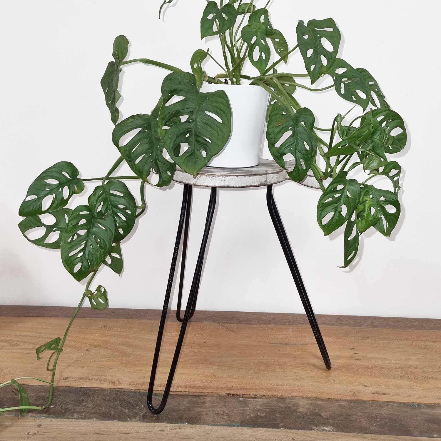 Potted plant on a black metal plant stand against a white wall.