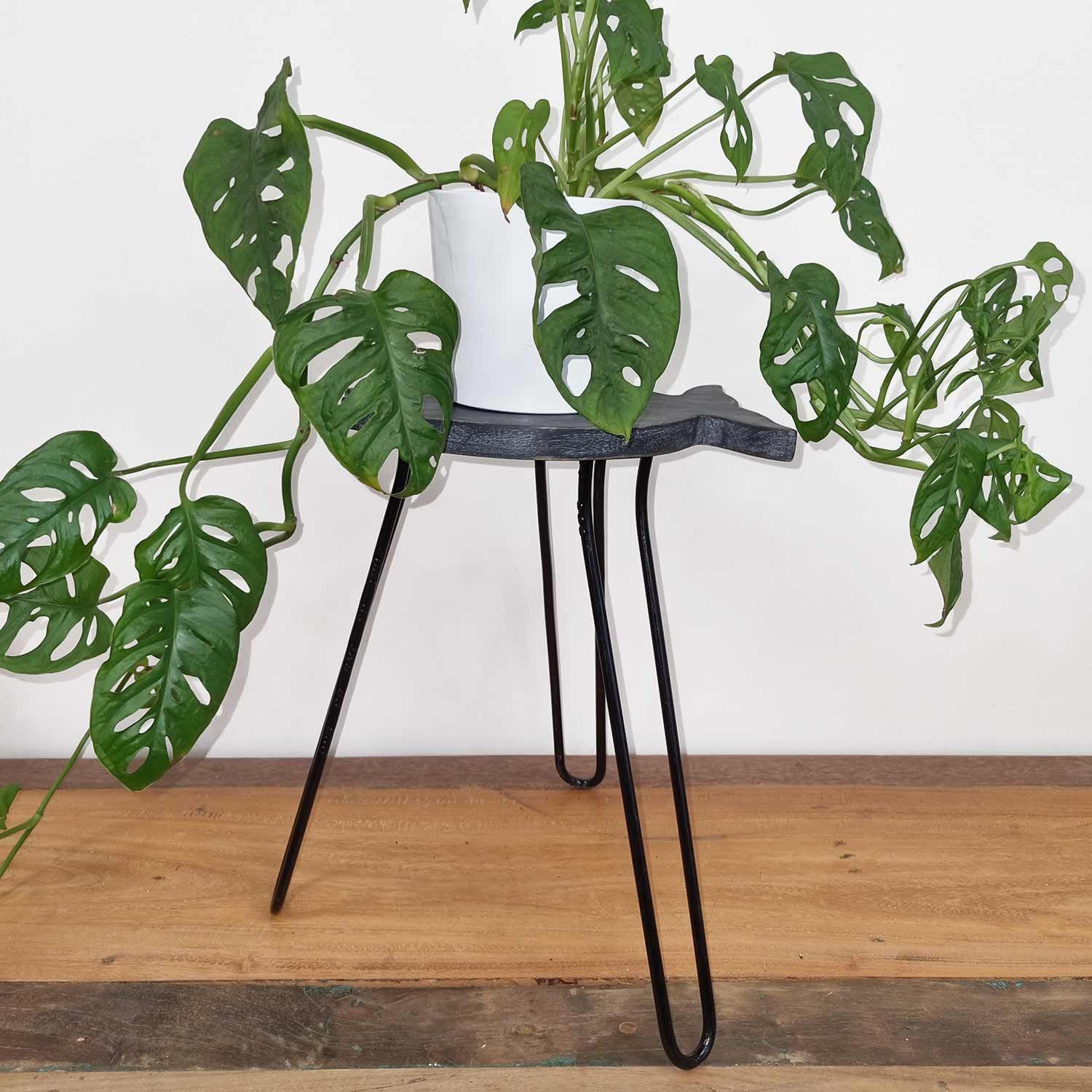 Black metal plant stand with a white pot and green leaves on a wooden floor.